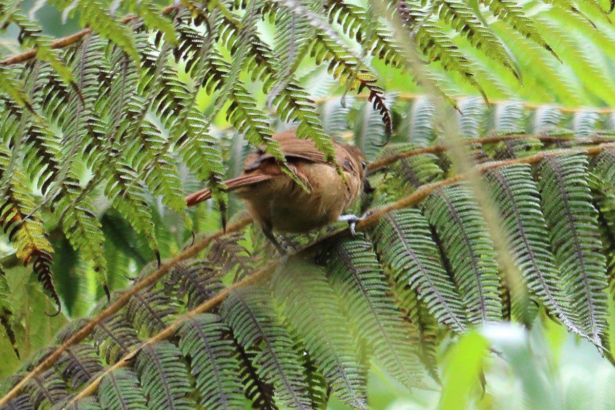 passerine sp. - ML139013861