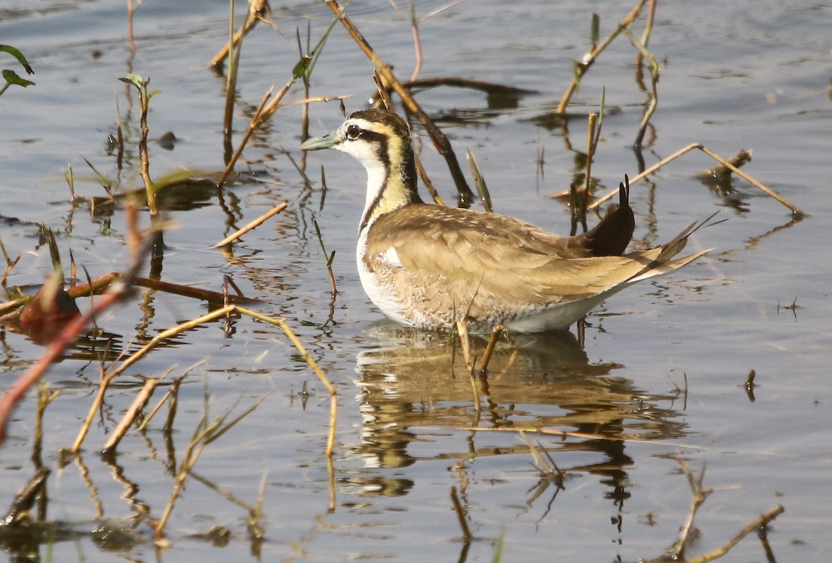 Pheasant-tailed Jacana - ML139014661