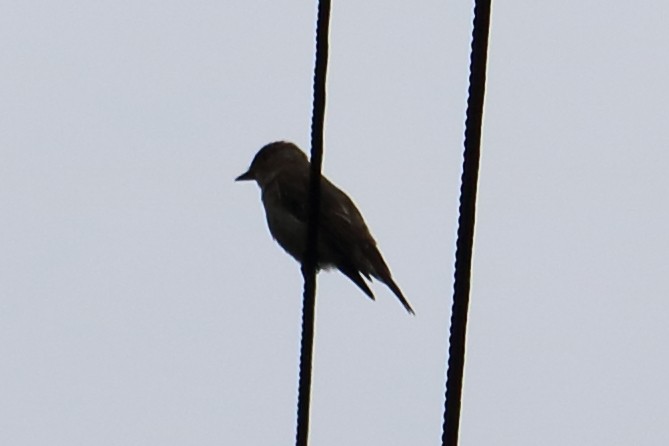 passerine sp. - ML139014721