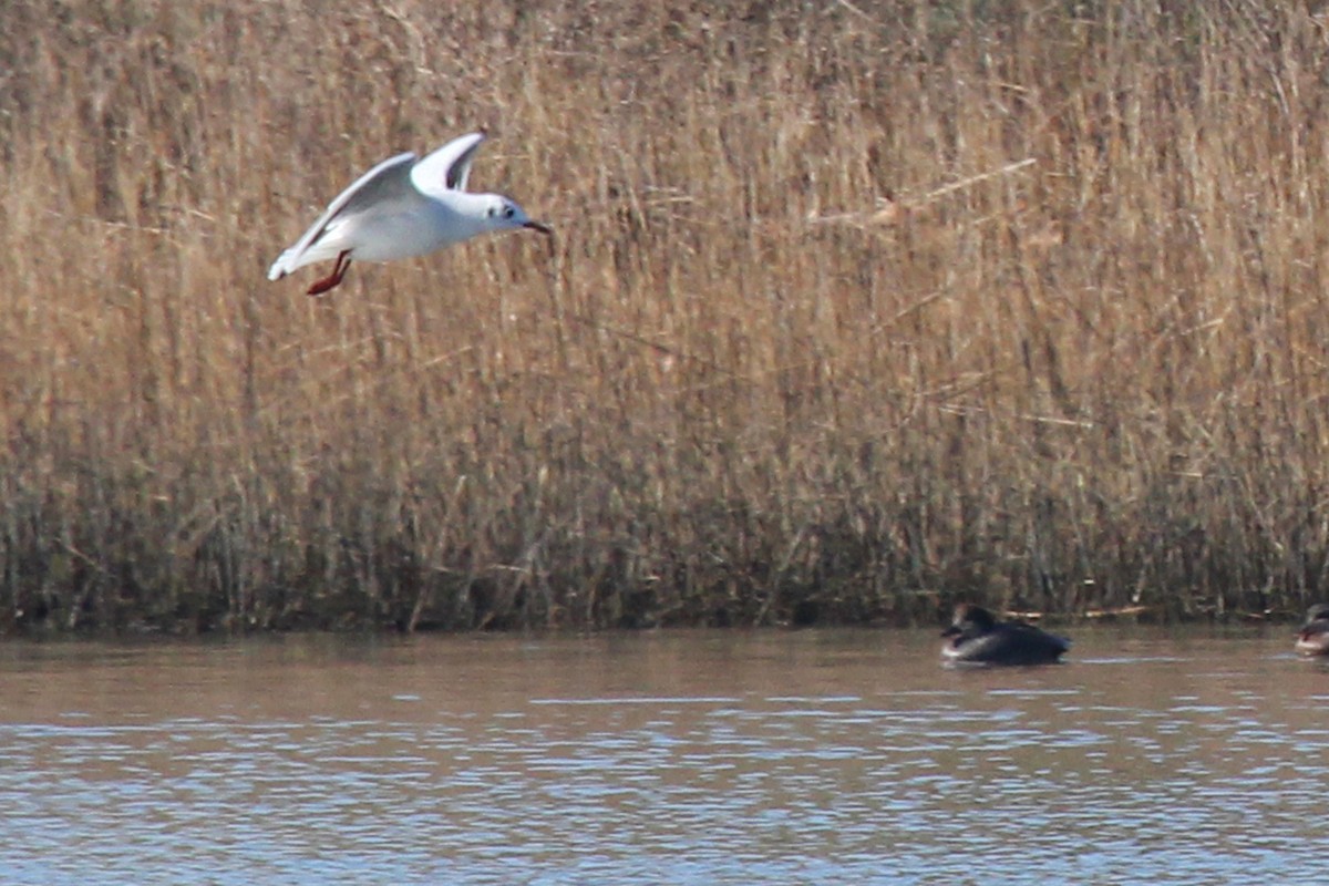 Black-headed Gull - Rob Bielawski