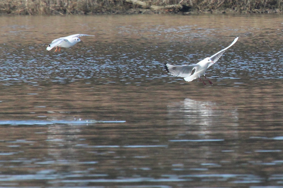 Black-headed Gull - Rob Bielawski