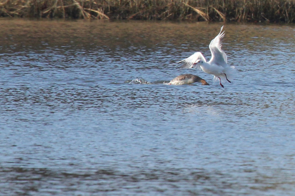Black-headed Gull - Rob Bielawski