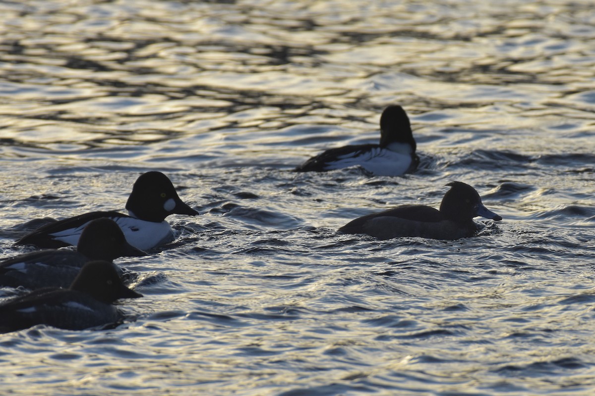 鳳頭潛鴨 - ML139014961