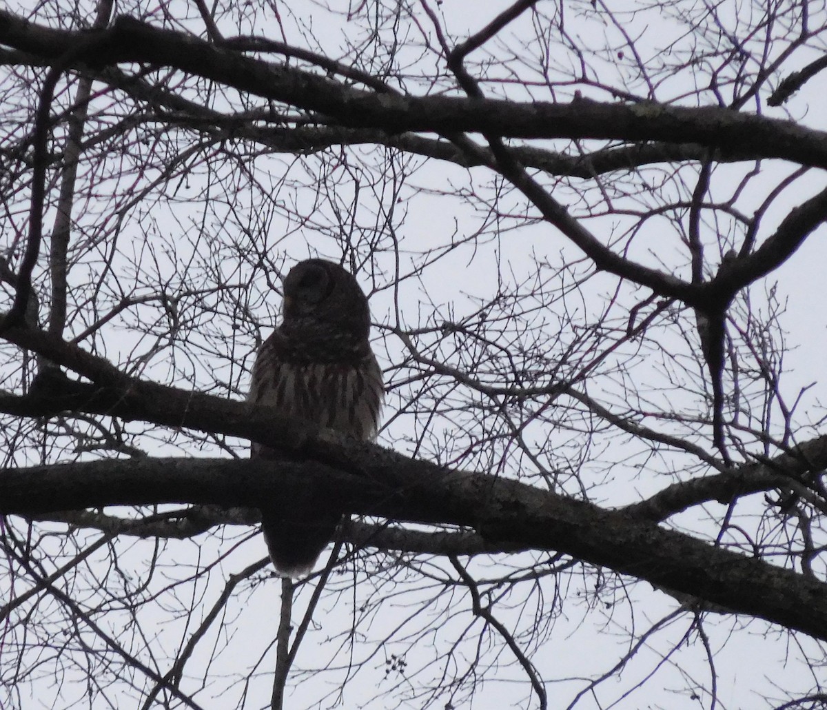 Barred Owl - ML139015491