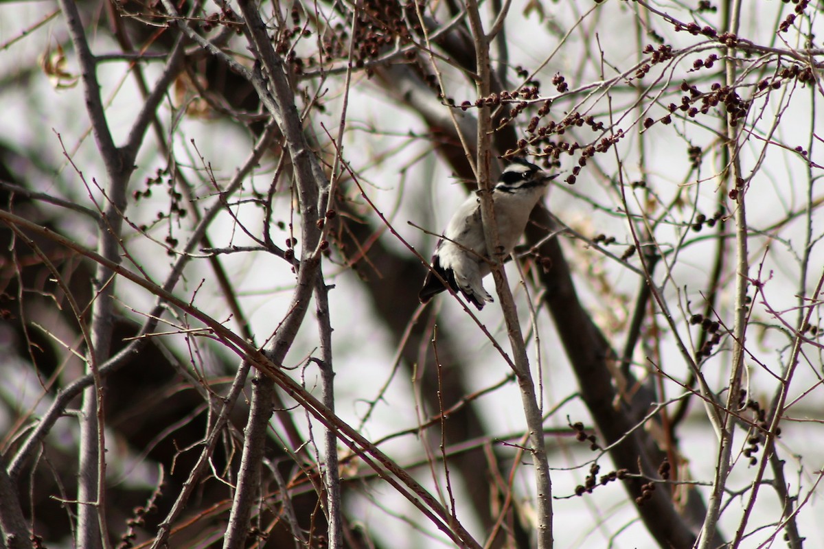 Downy Woodpecker - ML139015881