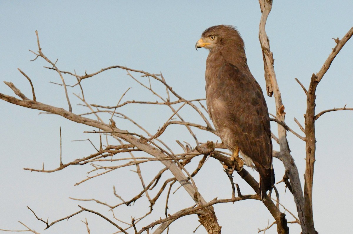 Western Banded Snake-Eagle - Kyle Kittelberger