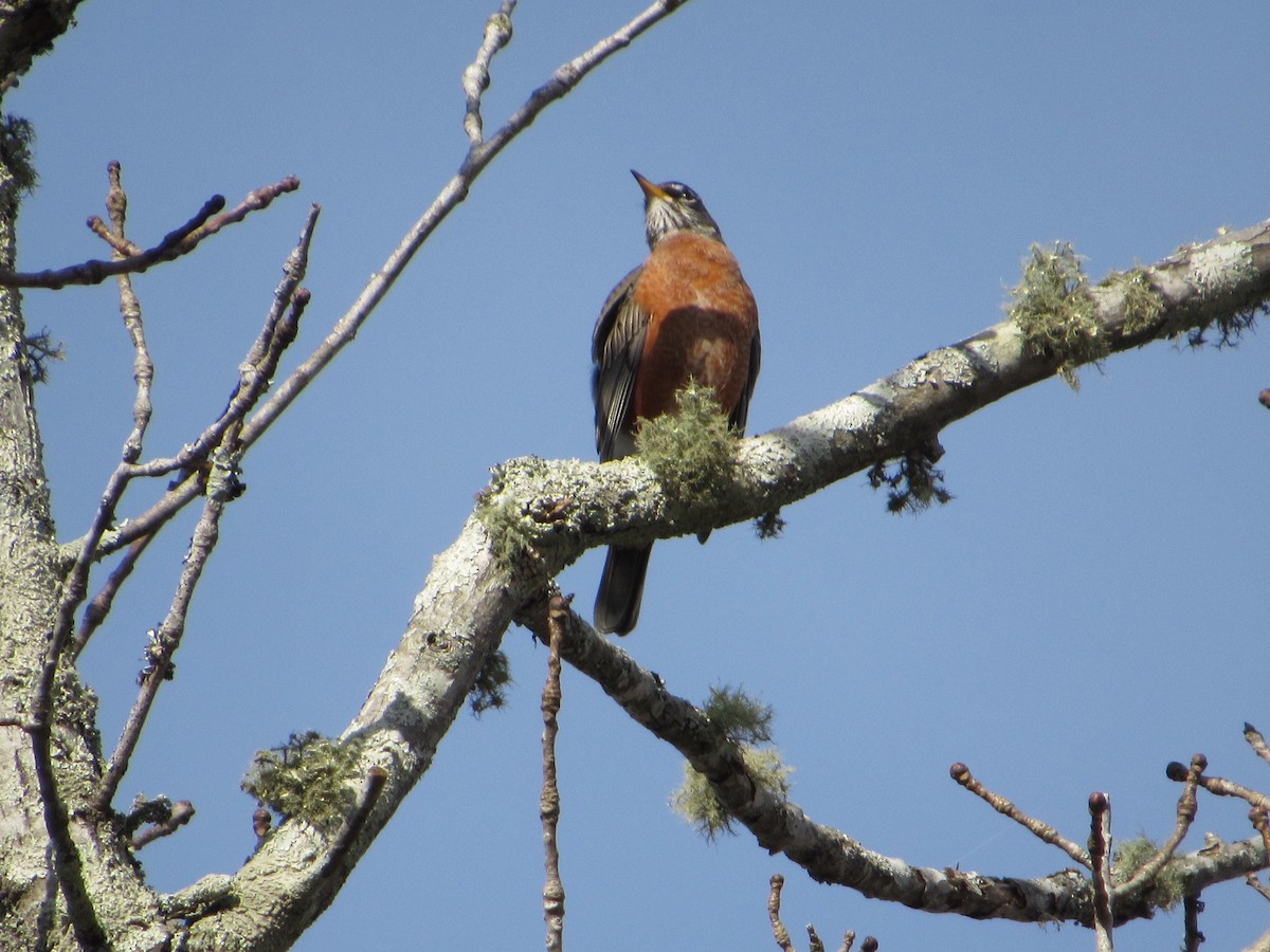 American Robin - ML139016741