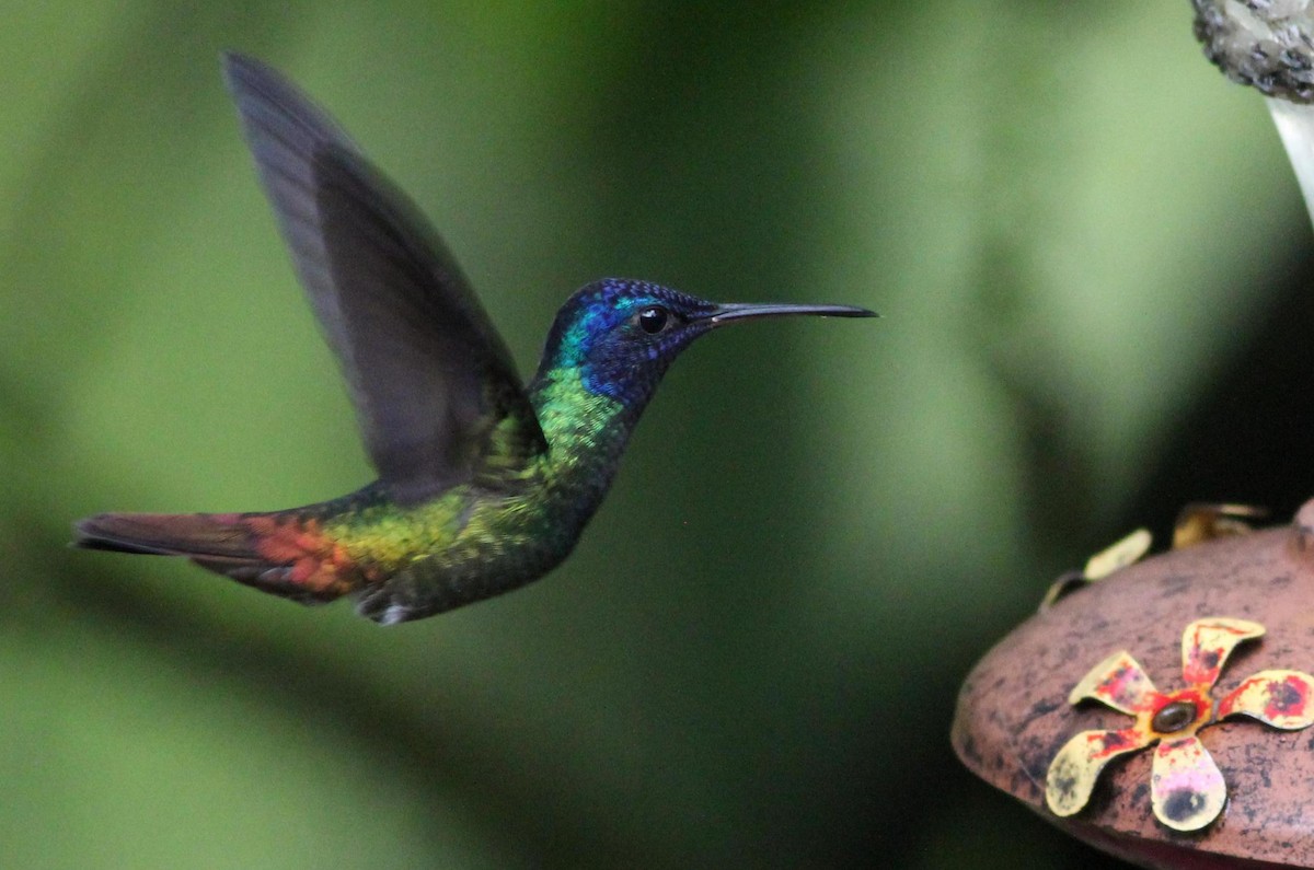 Golden-tailed Sapphire - Gary Leavens