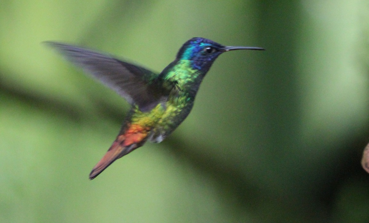 Golden-tailed Sapphire - Gary Leavens