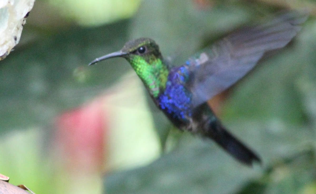 Fork-tailed Woodnymph - Gary Leavens