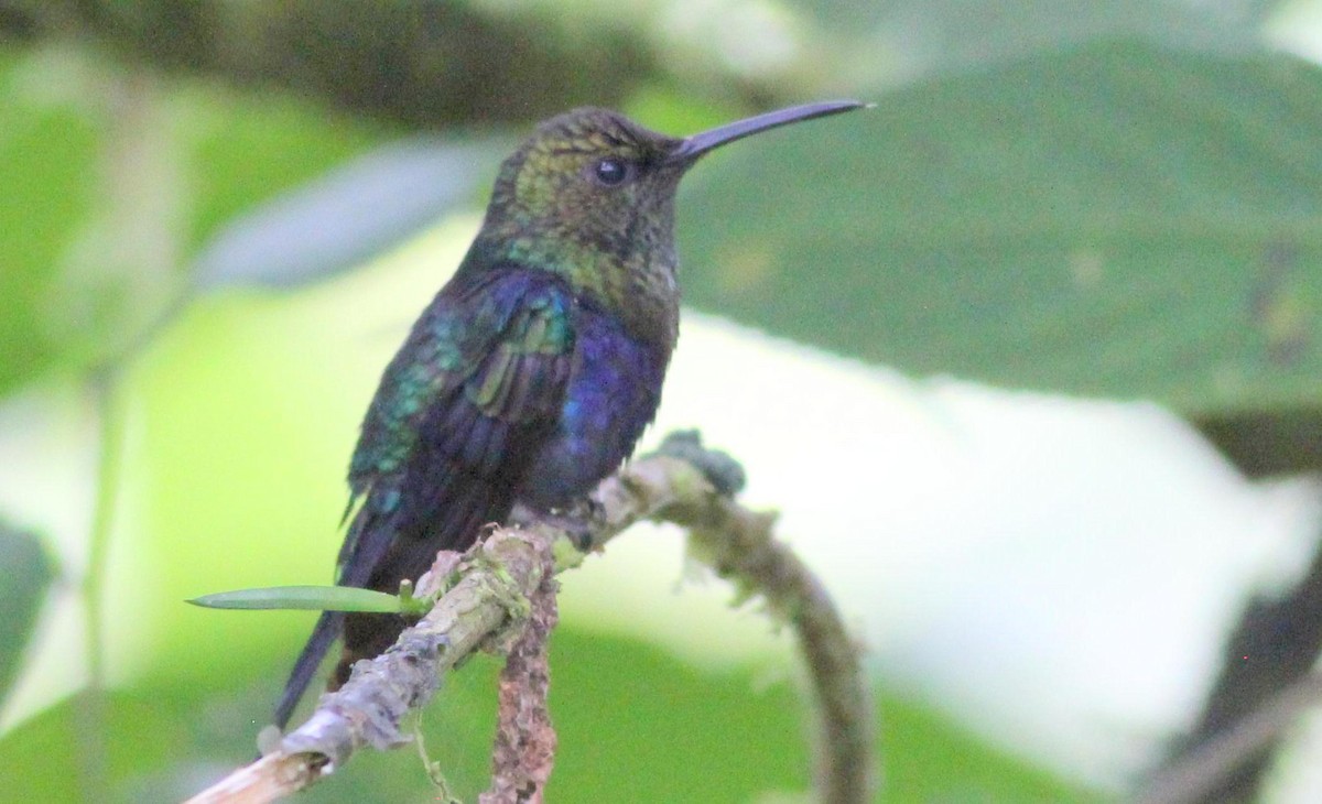 kolibřík nymfový - ML139020441