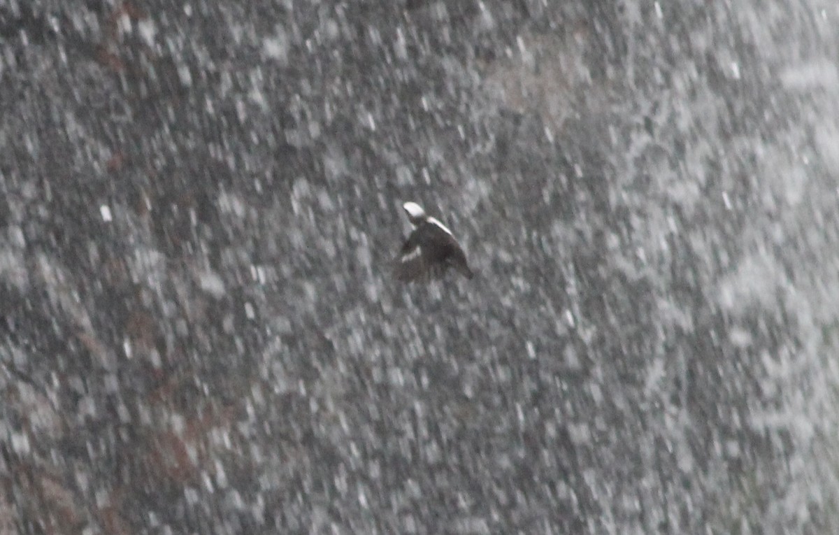 White-capped Dipper - Gary Leavens