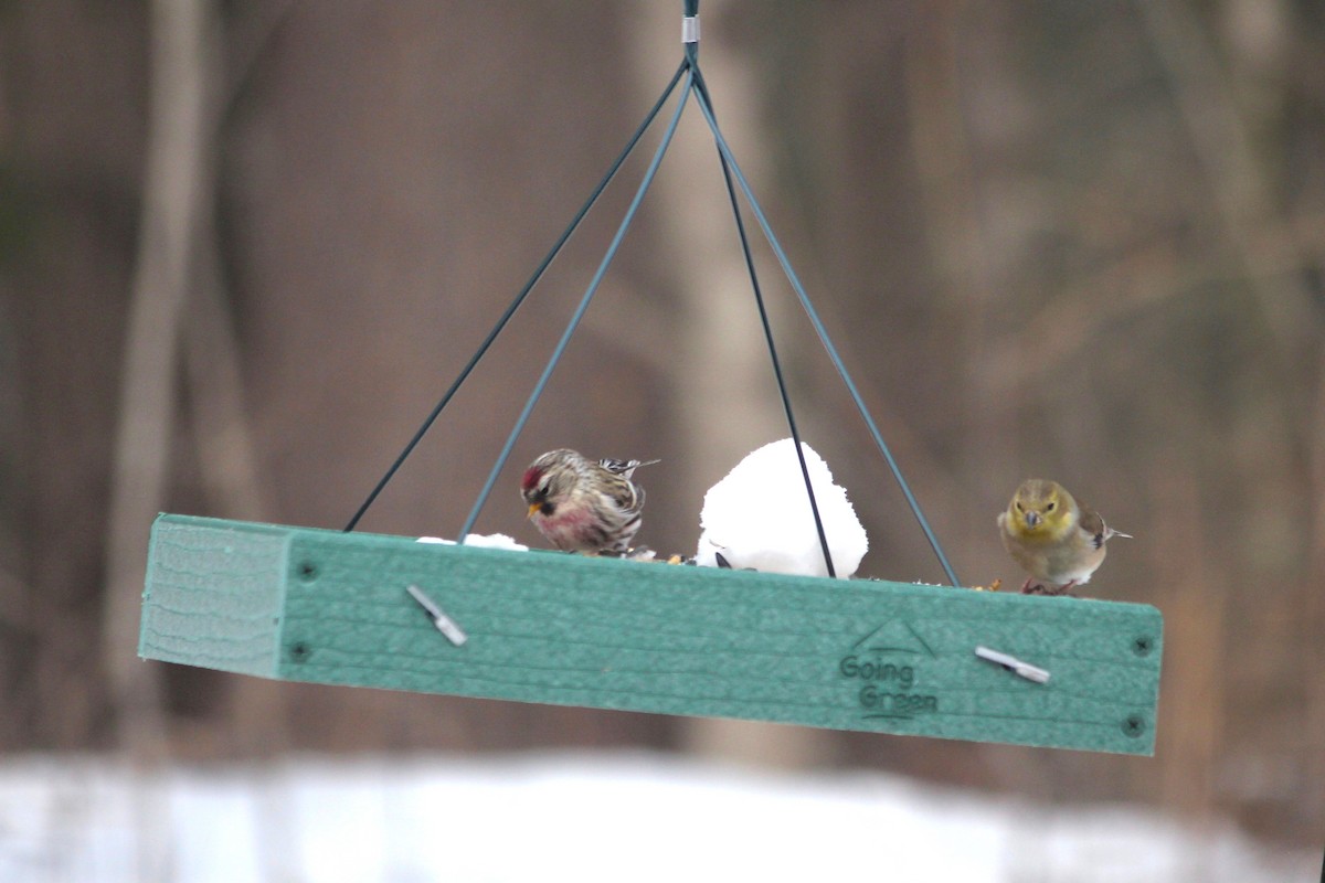 Common Redpoll - Jody Hartman