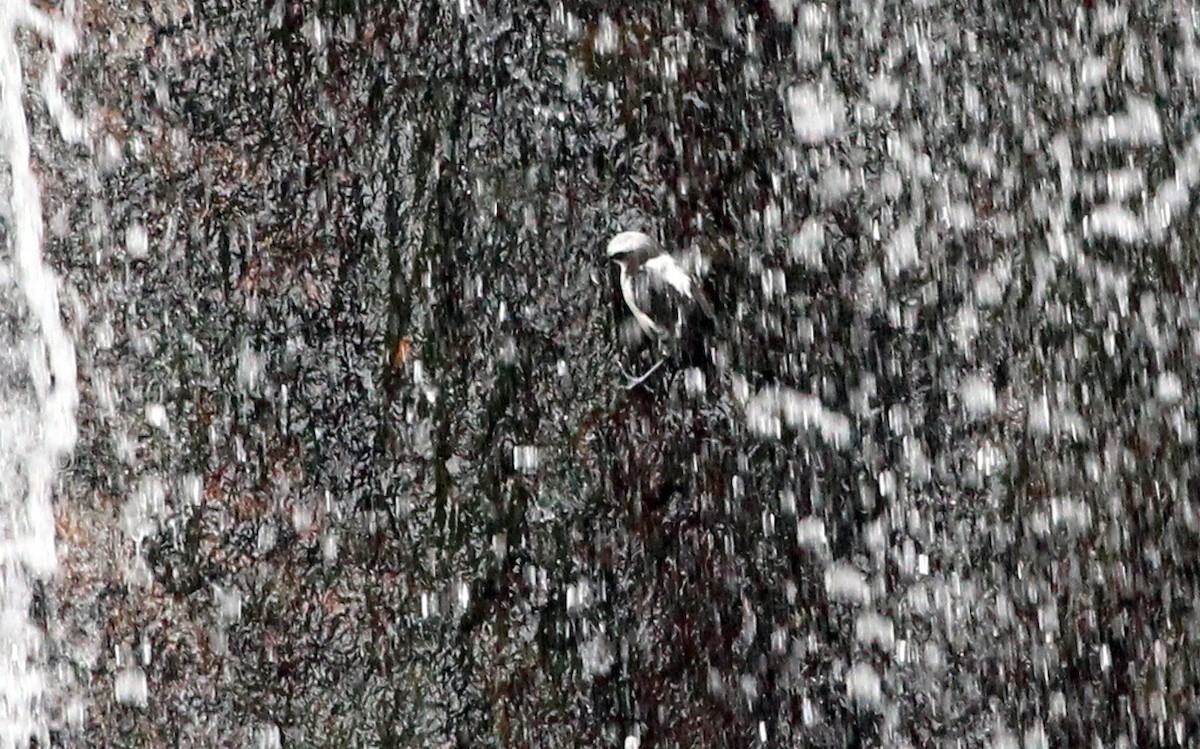 White-capped Dipper - Gary Leavens