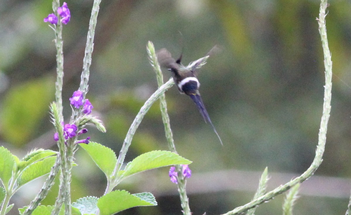 Wire-crested Thorntail - Gary Leavens