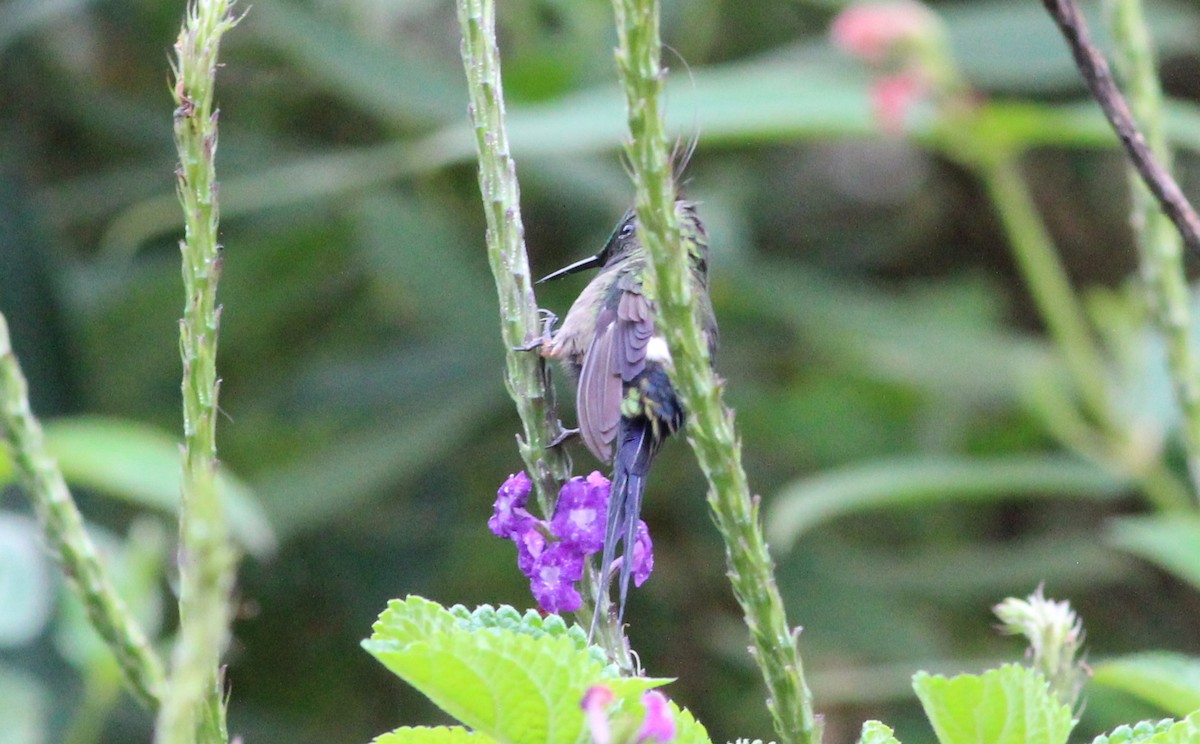 Wire-crested Thorntail - Gary Leavens