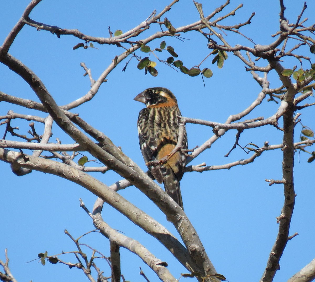 Black-headed Grosbeak - ML139021691