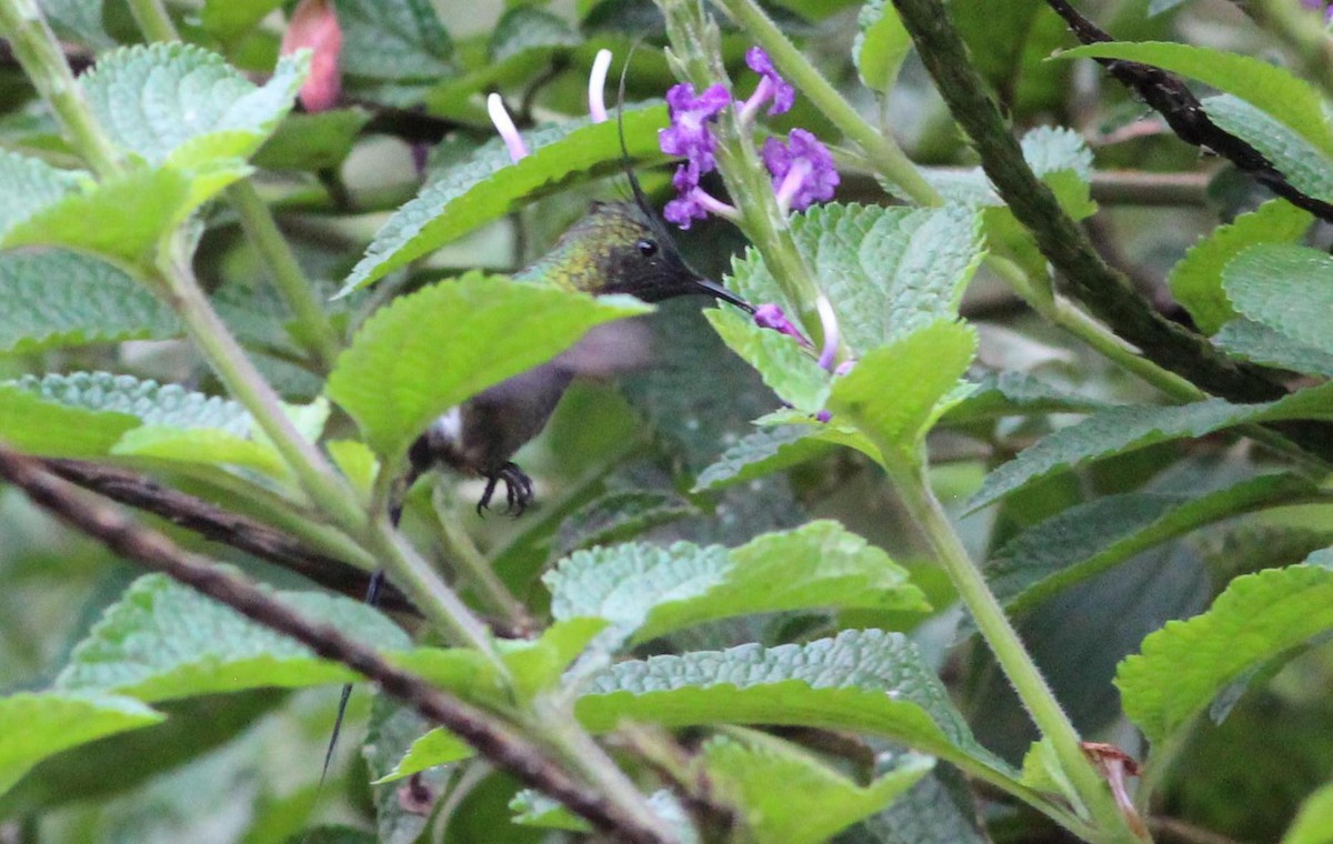 Wire-crested Thorntail - Gary Leavens