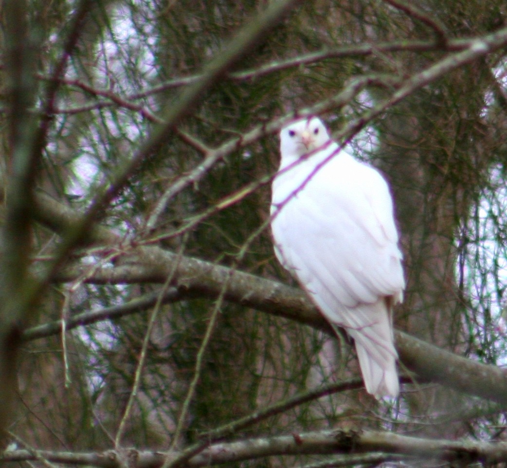 tanımsız Buteo sp. - ML139021801