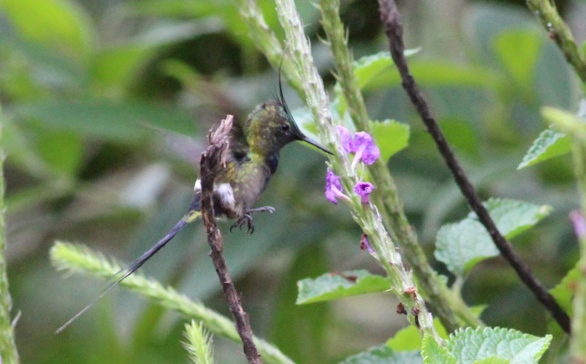 kolibřík ostrochocholatý - ML139021831