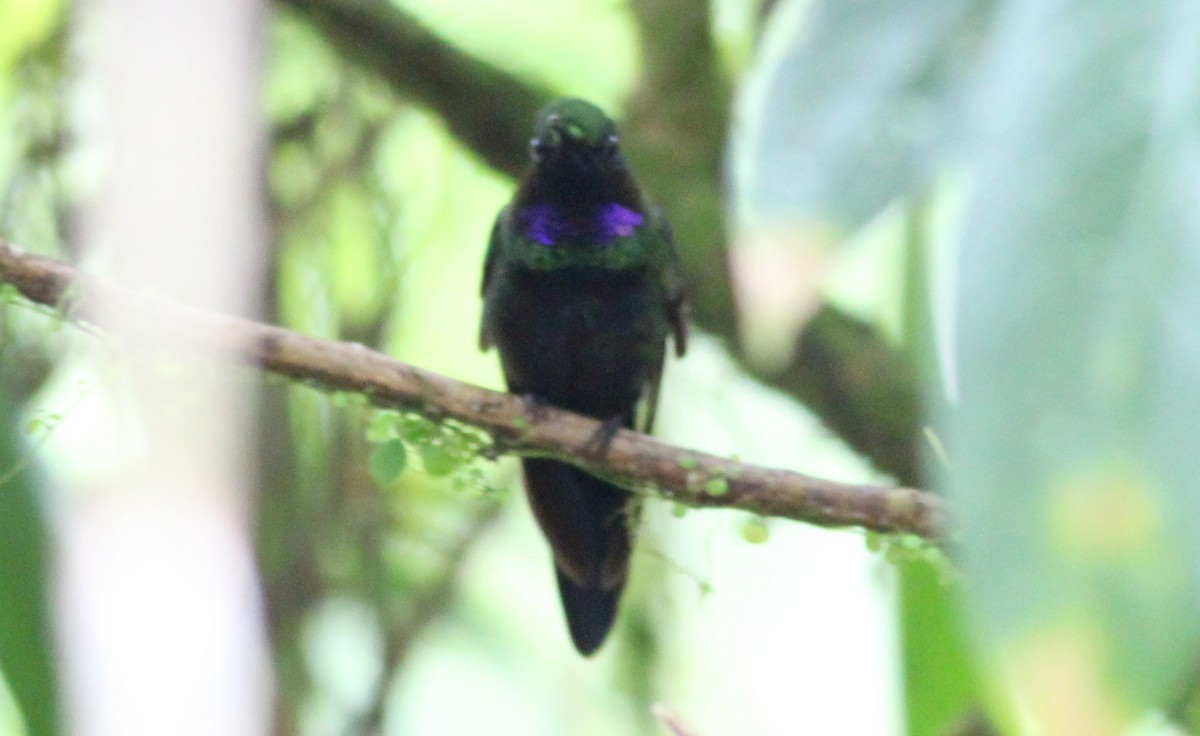 kolibřík zelenoprsý - ML139022021