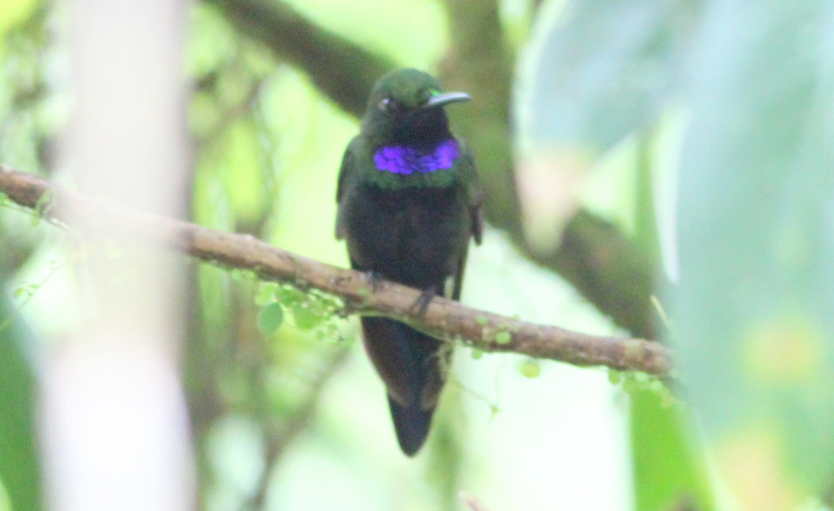 kolibřík zelenoprsý - ML139022041