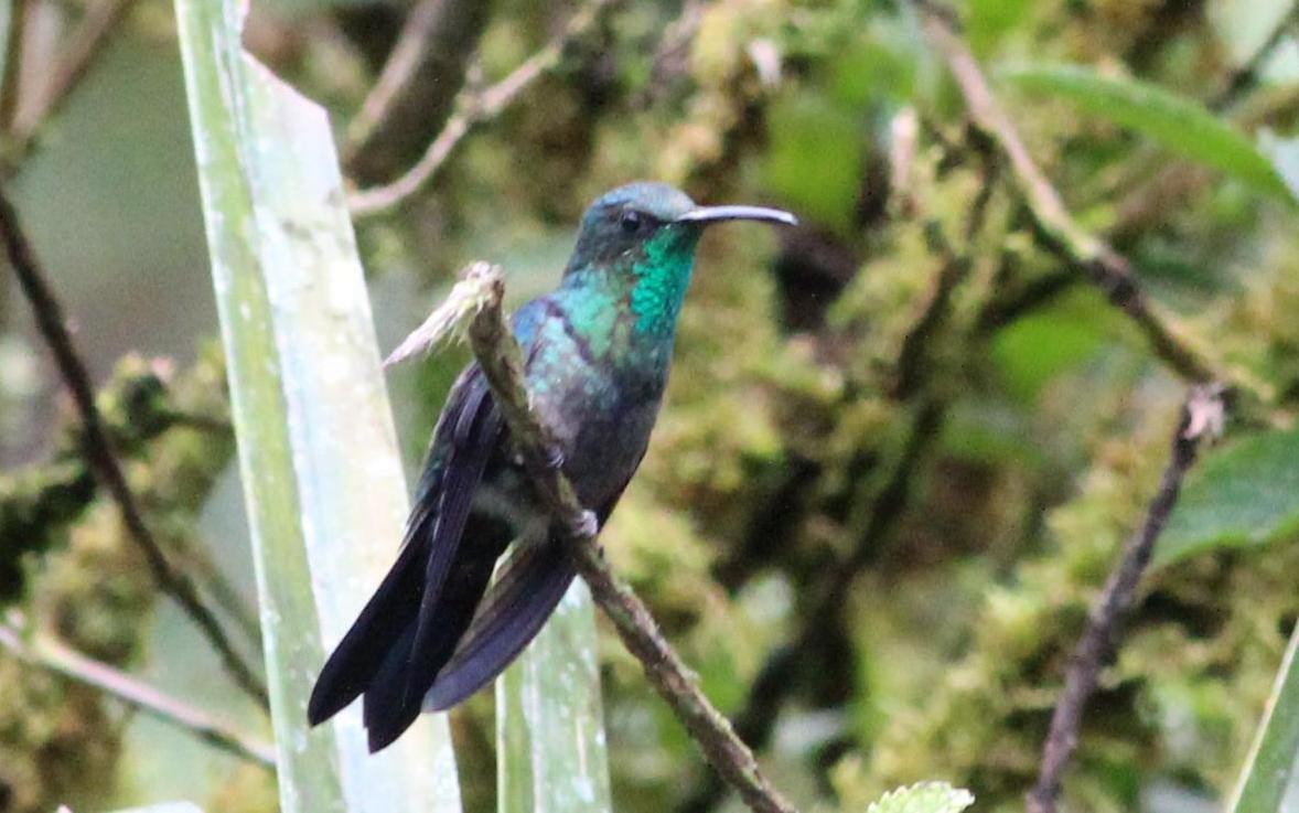 Fork-tailed Woodnymph - Gary Leavens