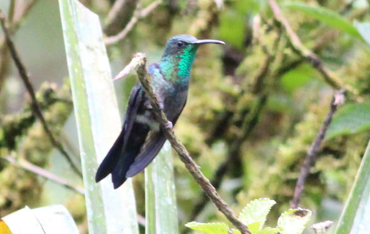 kolibřík nymfový - ML139022451