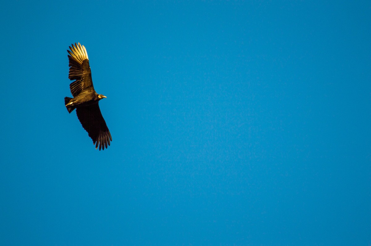 Black Vulture - ML139027421