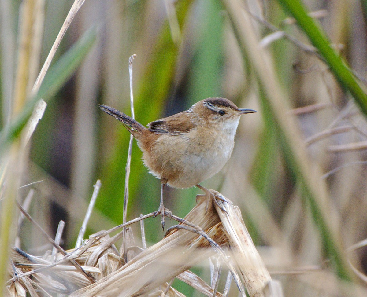 Marsh Wren - Carl Miller