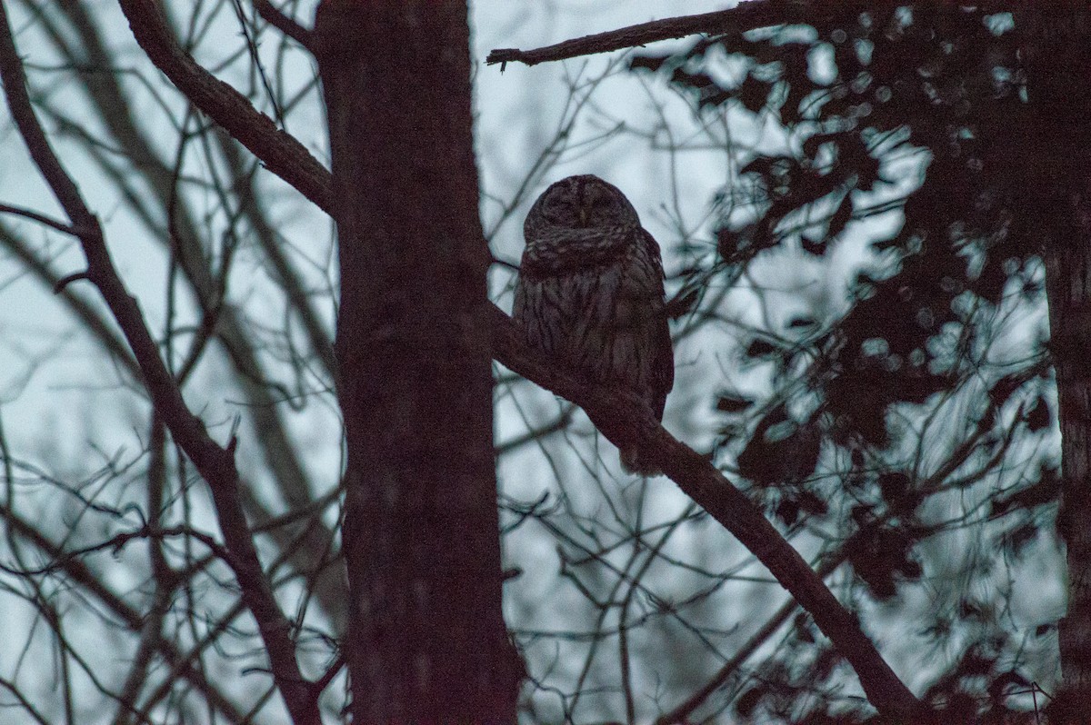 Barred Owl - ML139028641