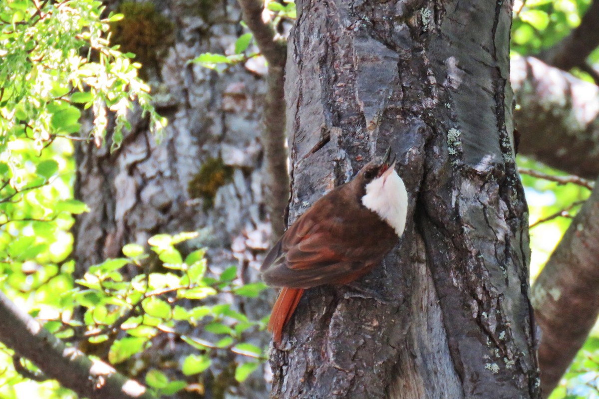 White-throated Treerunner - ML139028841