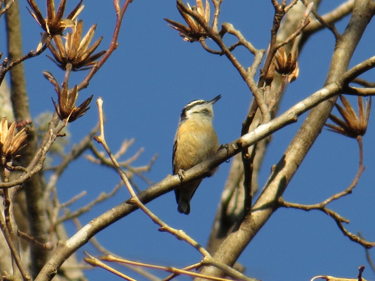 Red-breasted Nuthatch - ML139028851