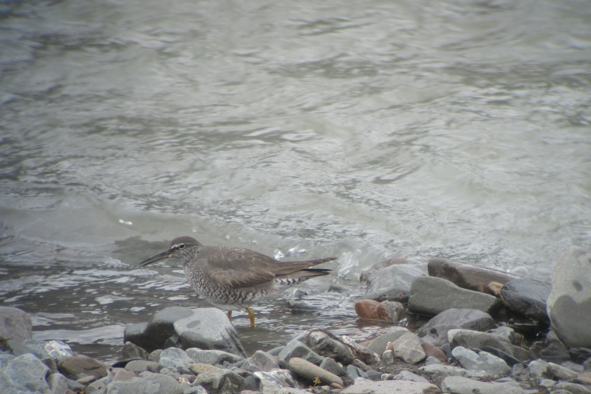 Playero de Alaska - ML139029211