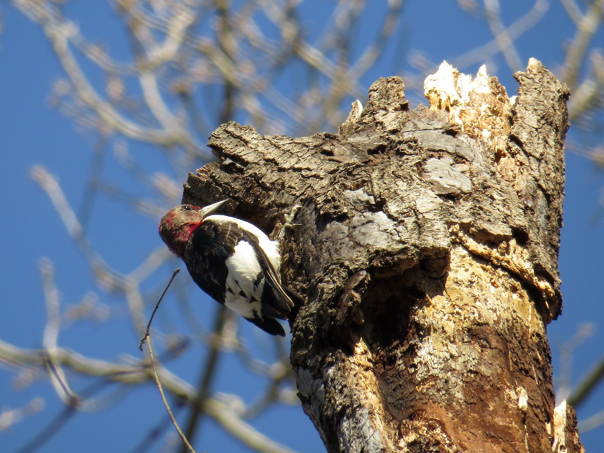 Red-headed Woodpecker - ML139029371