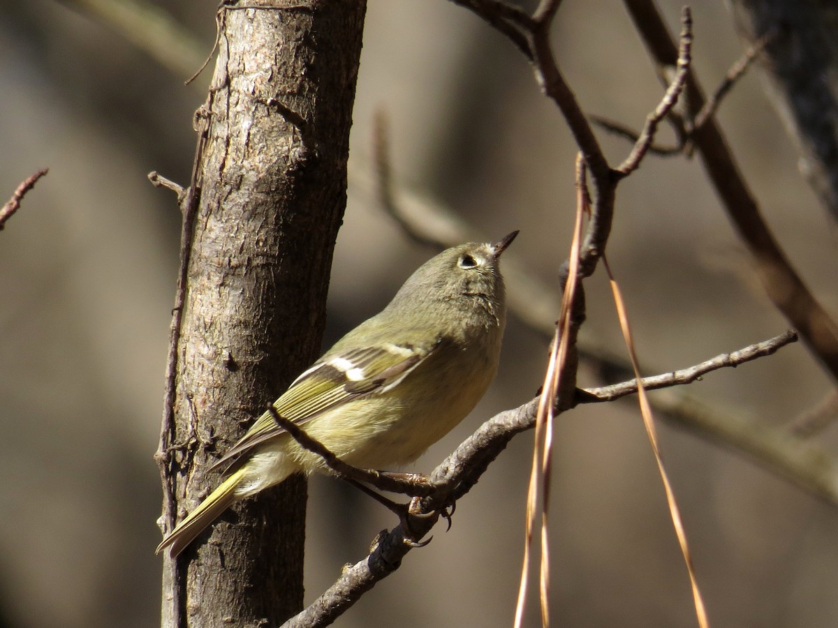 Ruby-crowned Kinglet - ML139029441