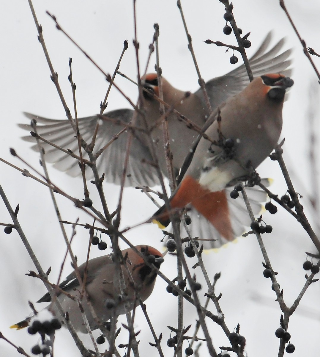 Bohemian Waxwing - Kurt Hennige