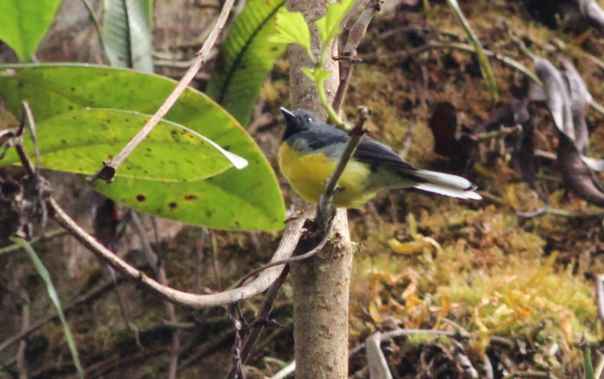 Slate-throated Redstart - Gary Leavens