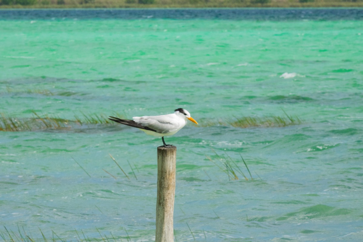 Royal Tern - ML139031761