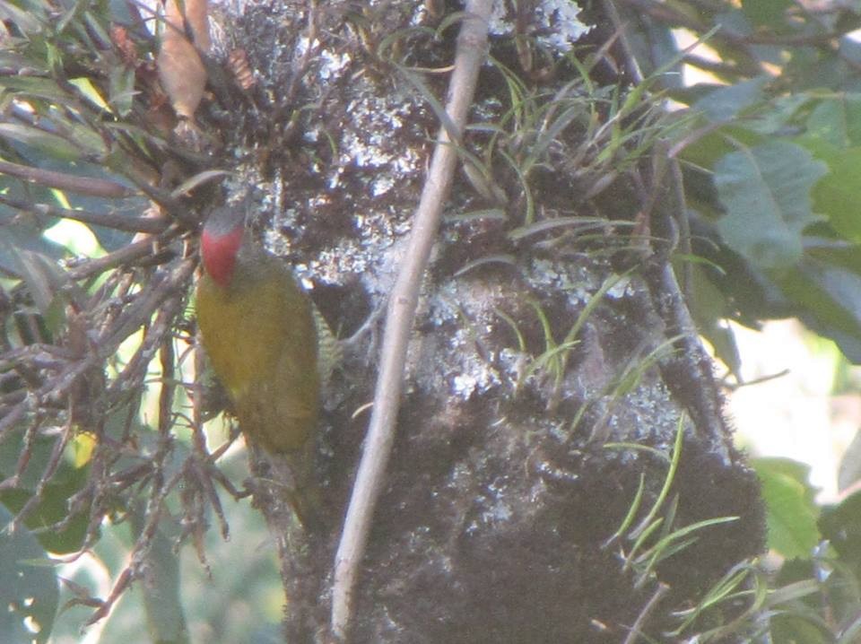 Golden-olive Woodpecker - ML139031991