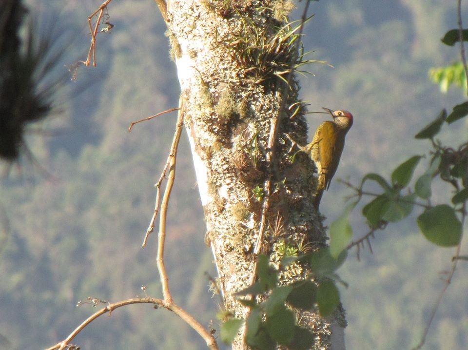 Golden-olive Woodpecker - ML139032001