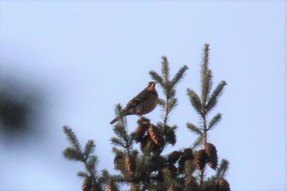 Varied Thrush - ML139032811