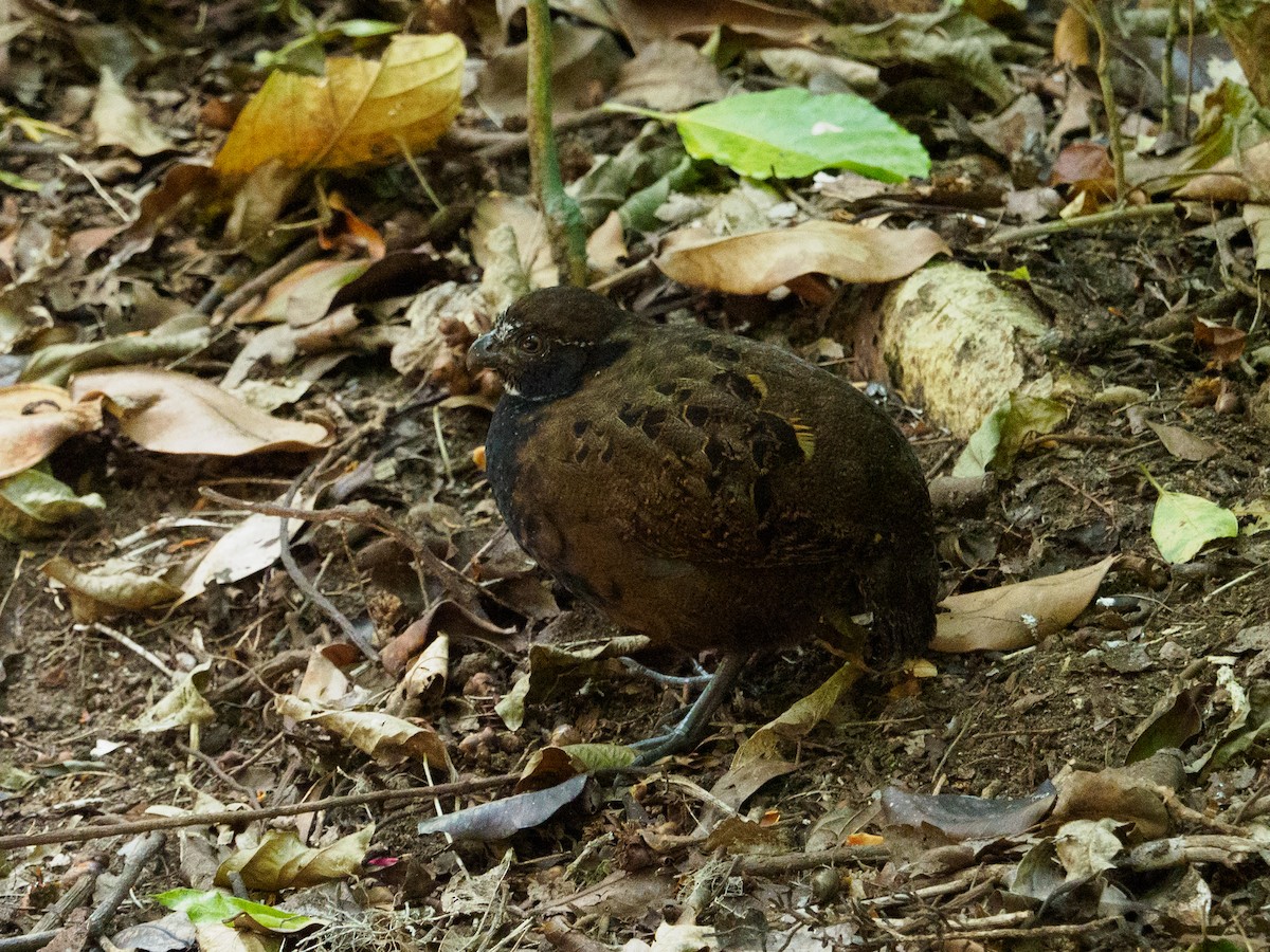 Black-breasted Wood-Quail - ML139036411