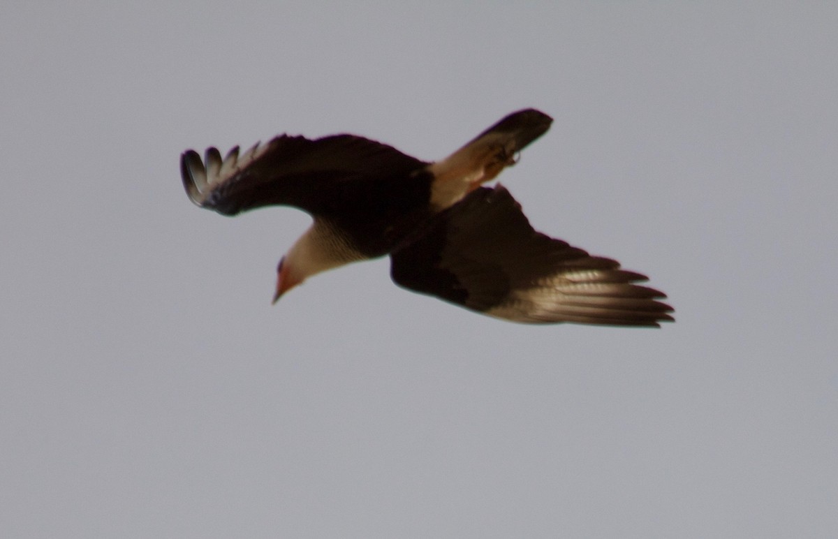 Crested Caracara (Northern) - ML139038861