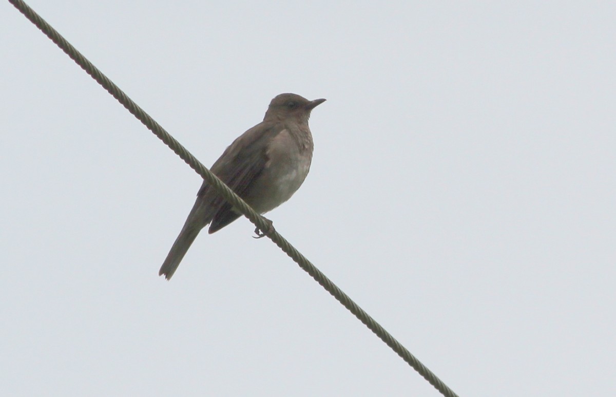 Black-billed Thrush - ML139039101