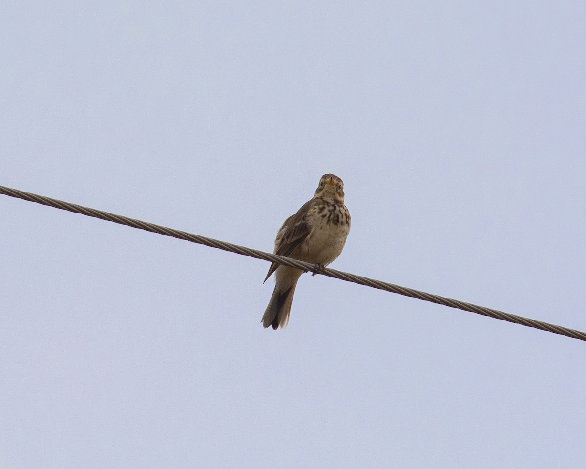 American Pipit - ML139039391