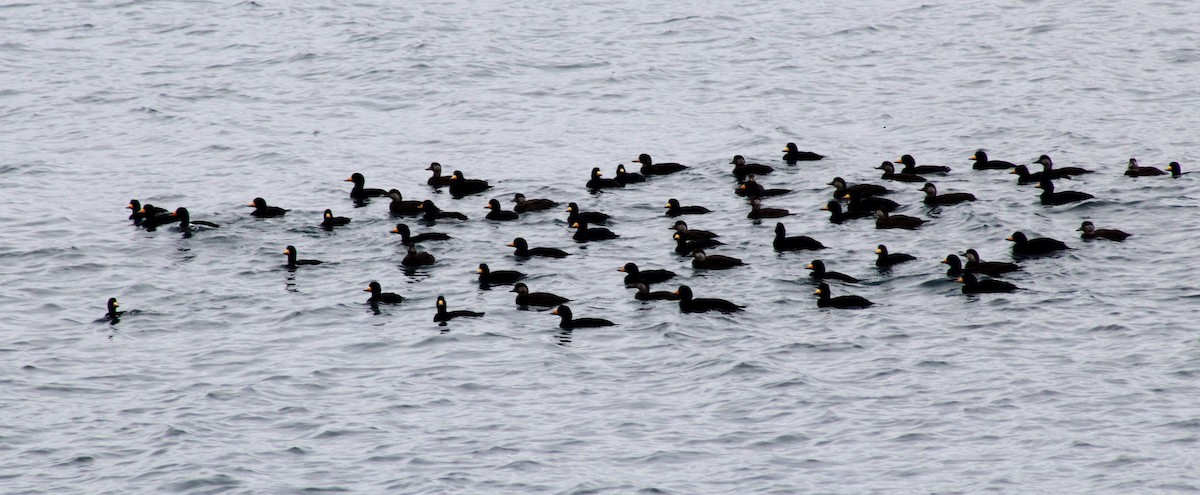 Black Scoter - ML139040061