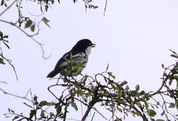 Black-backed Puffback - Jason Fidorra