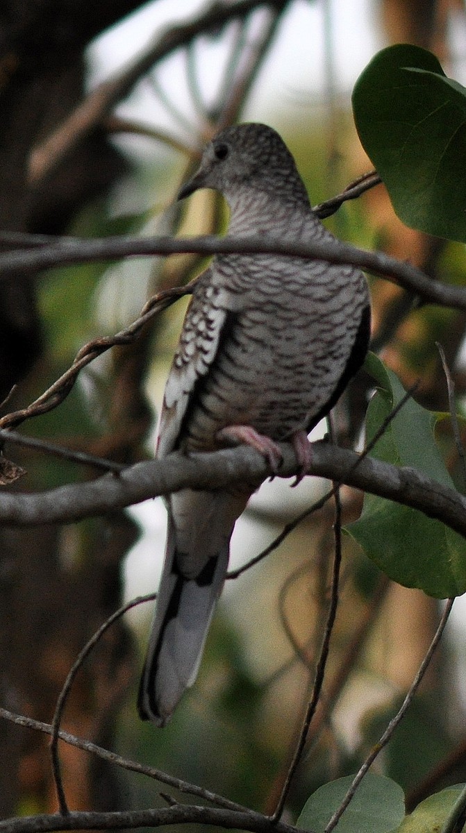 Scaled Dove - Diana Flora Padron Novoa