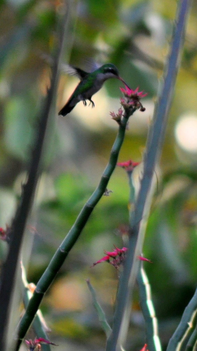 kolibřík lesklobřichý - ML139042681